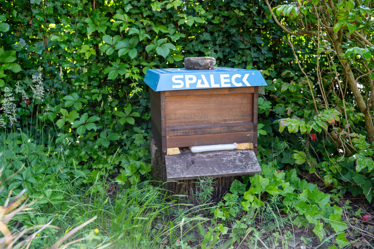 Colmeia com o logótipo da SPALECK, rodeada de vegetação verde.